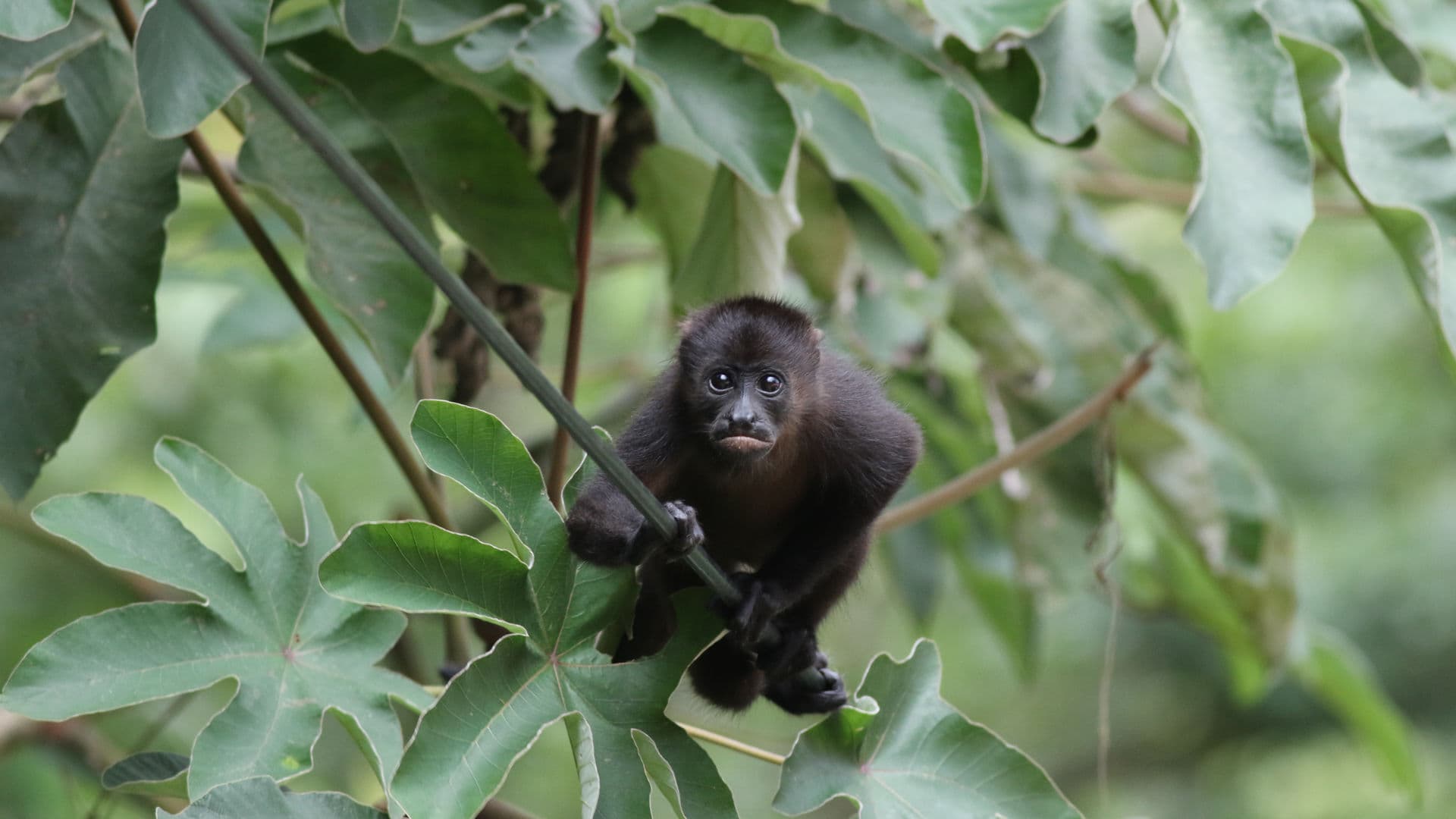 A small monkey looking at the camera from a jungle background