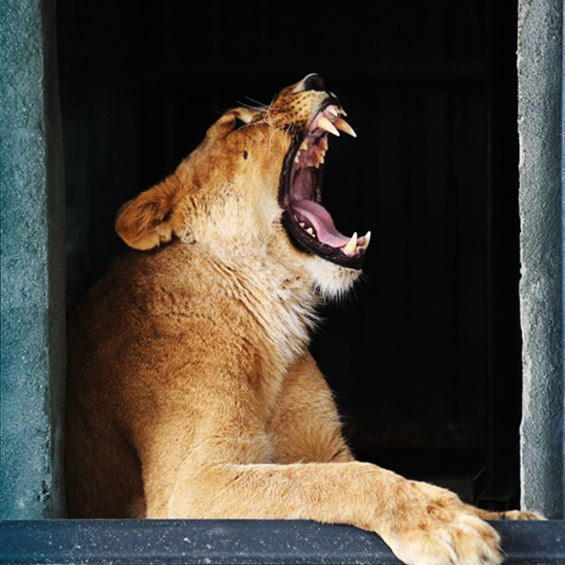 Armenian Lions