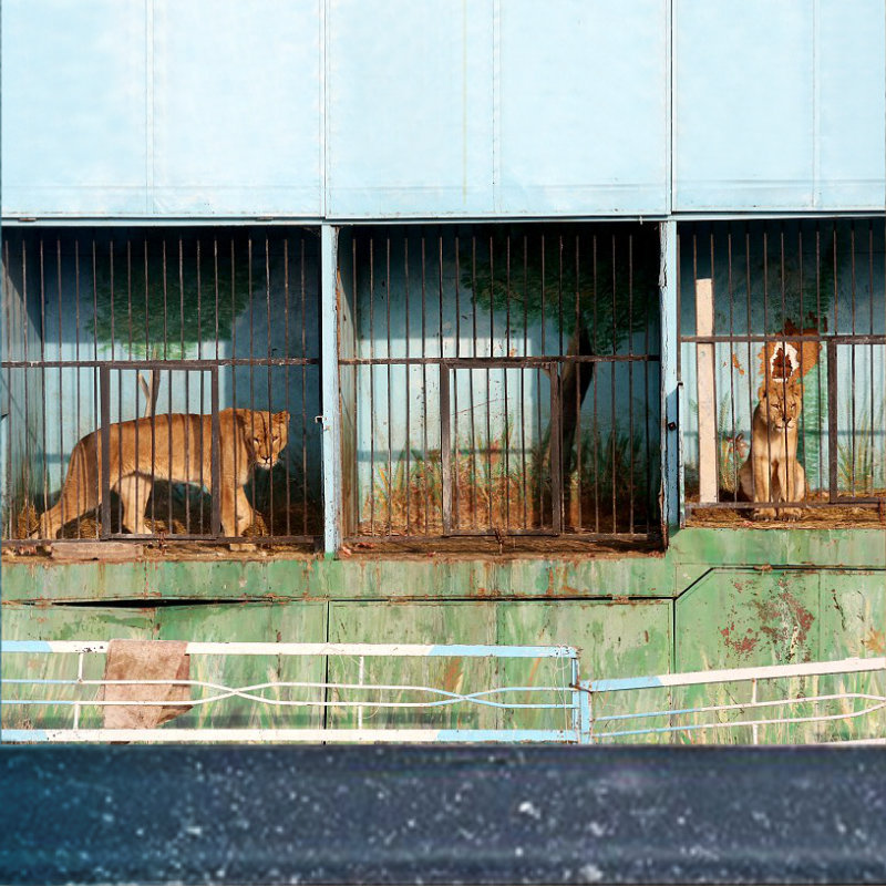 Armenian Lions