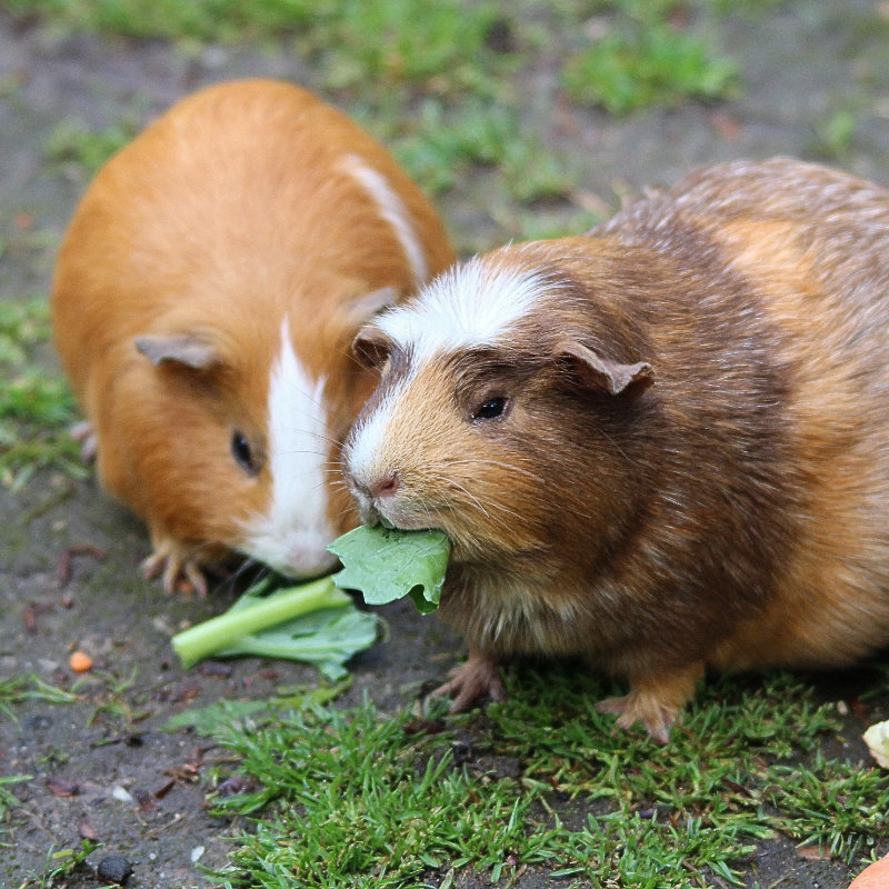 Guinea Pig