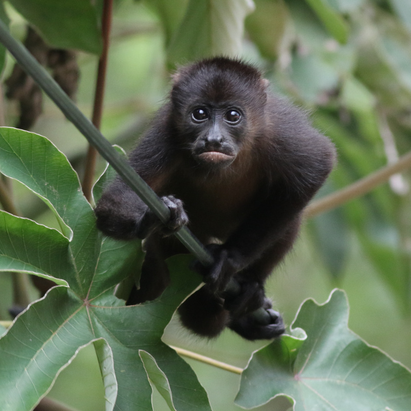 Howler Monkeys