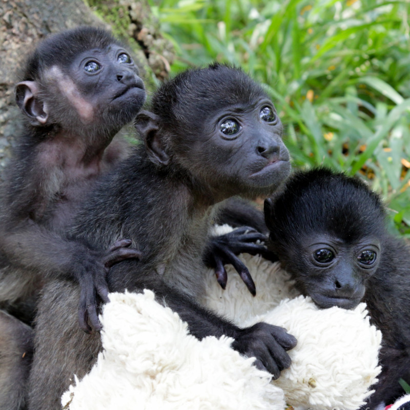 Howler Monkeys